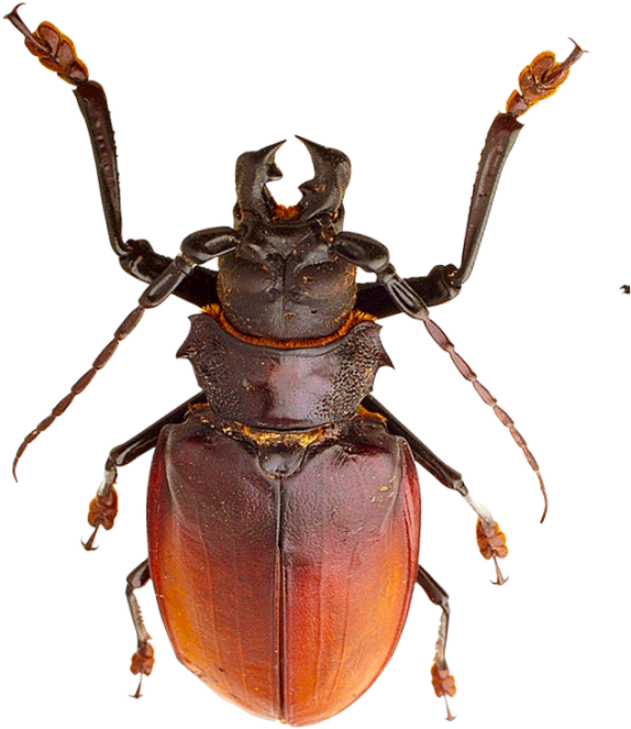 Small Insects Png - Insects (900x900), Png Download