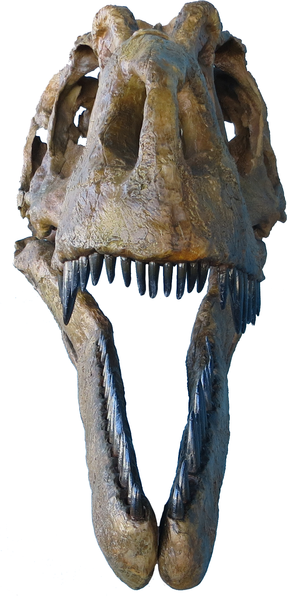 Daspletosaurus Face - Daspletosaurus Judith River Formation (1020x2106), Png Download