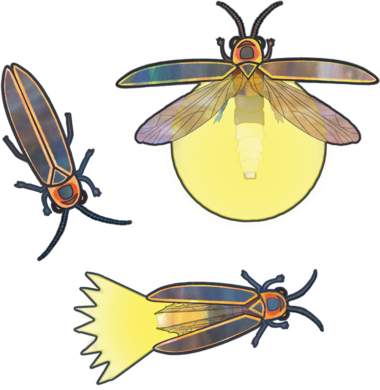 Net-winged Insects (778x797), Png Download