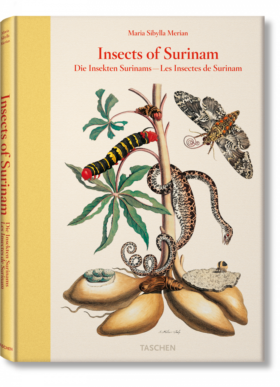 Insects Of Surinam - Maria Sibylla Merian Insects Of Surinam (960x1324), Png Download