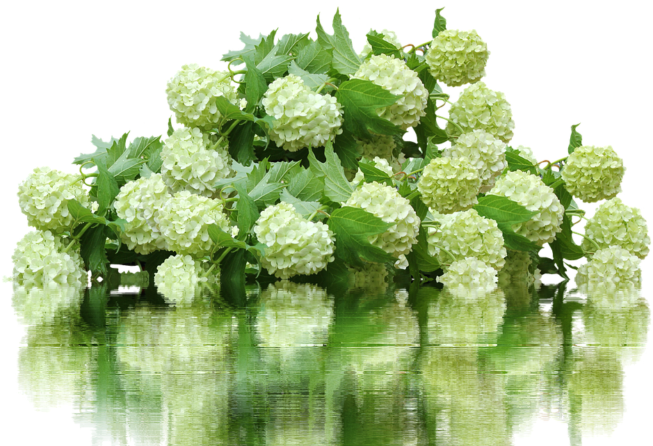 Hydrangea, Hydrangea Bush, Flower Garden, Flowers - Hydrangea Bush Png (960x640), Png Download