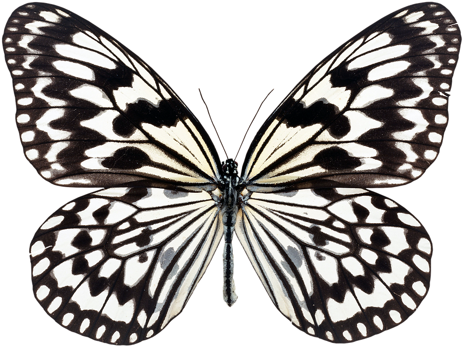 Butterfly, Fly, Nature - Black And White Butterfly (957x720), Png Download