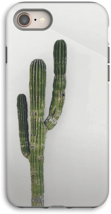 Weberocereus (497x800), Png Download