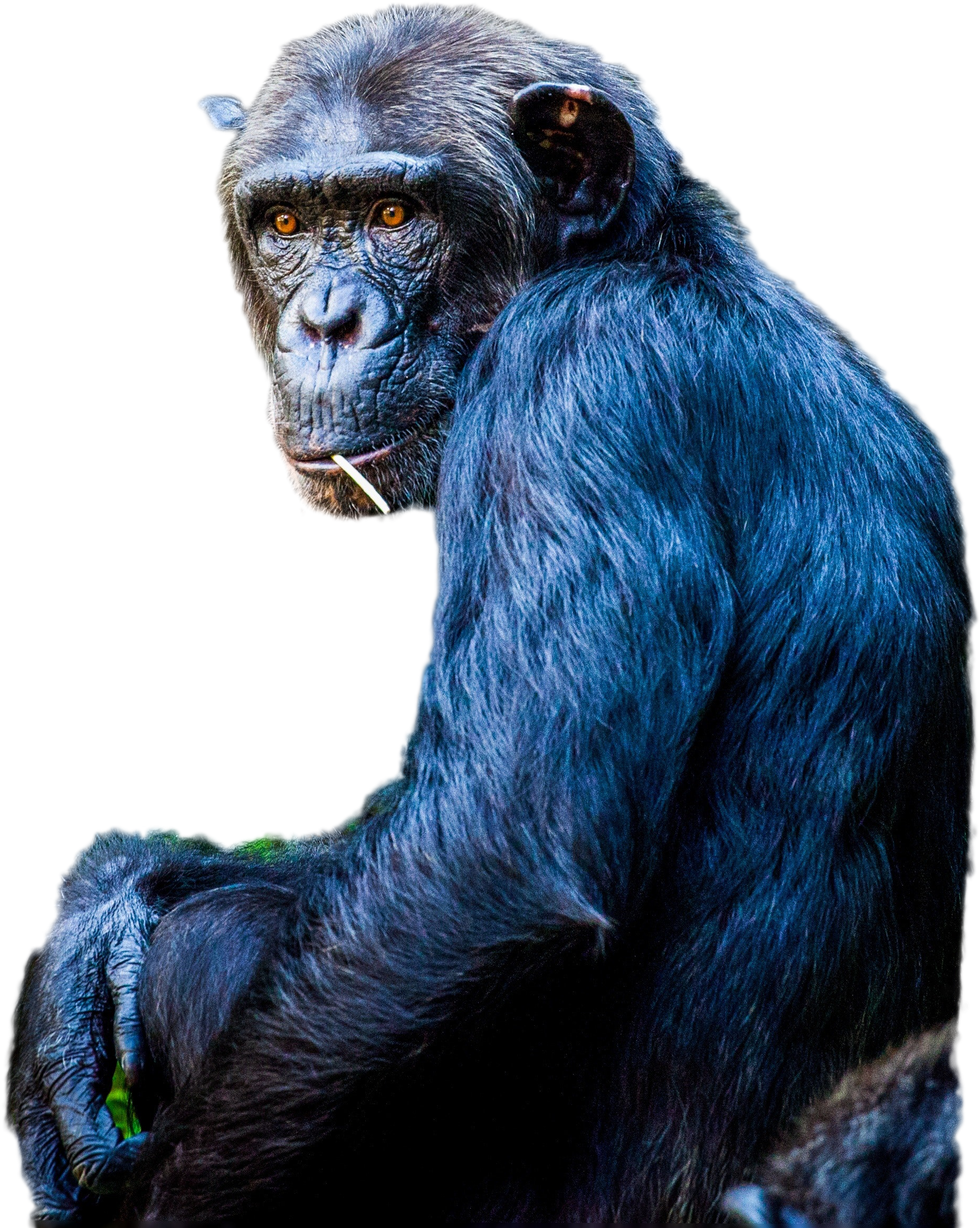 Chimpanzee Png Image - Common Chimpanzee (4310x2873), Png Download