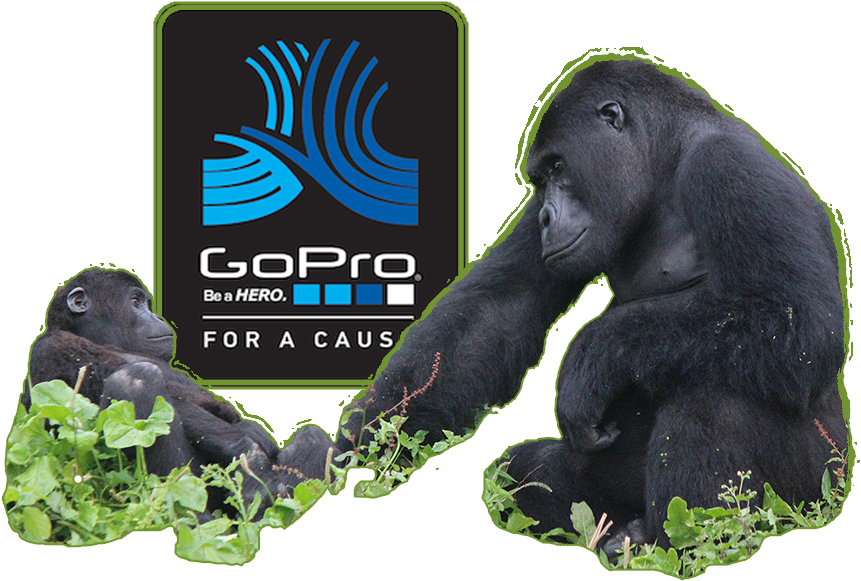 Mountain Gorilla (900x594), Png Download