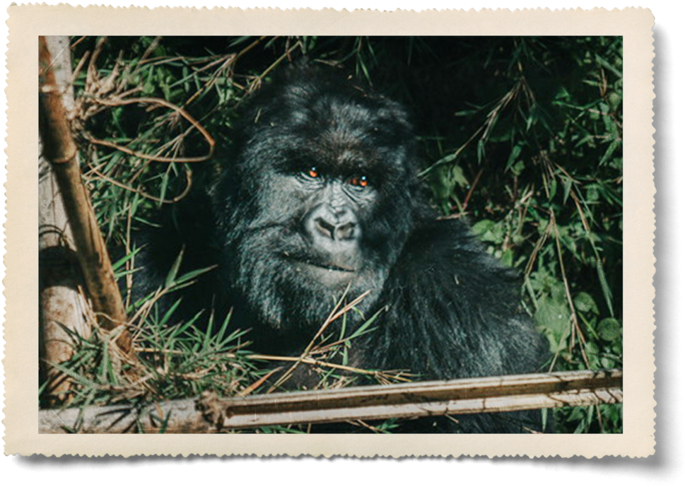 Aaron Pinkston - Mountain Gorilla (1000x726), Png Download