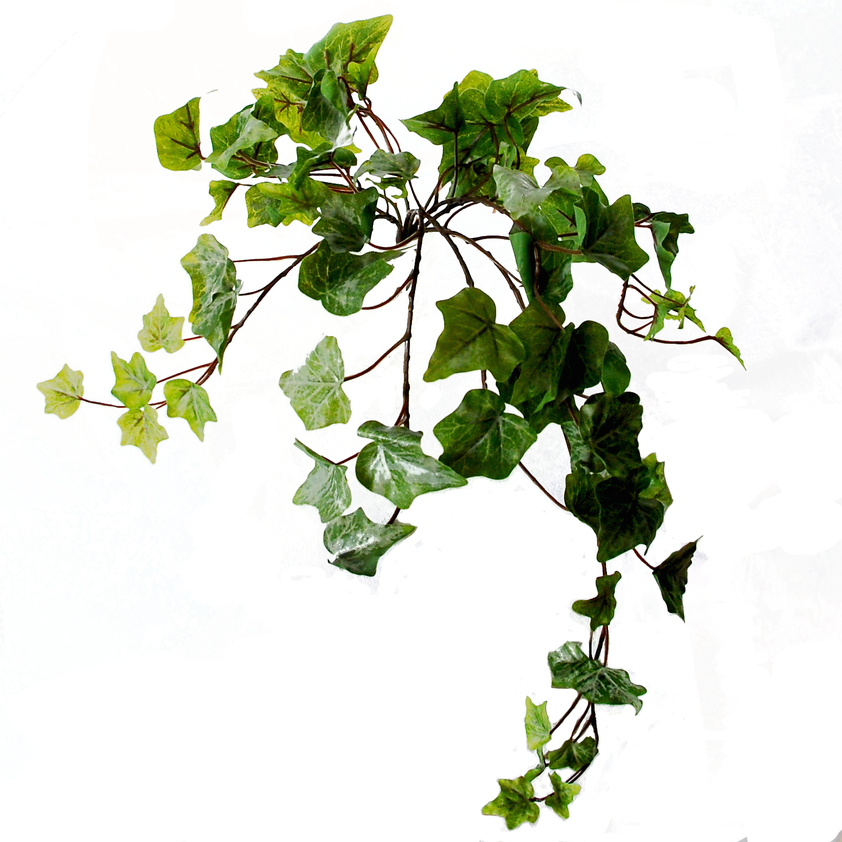 Flowerdutchess Ivy Light Frosted Green 45 Cm - Swamp Maple (1641x1641), Png Download