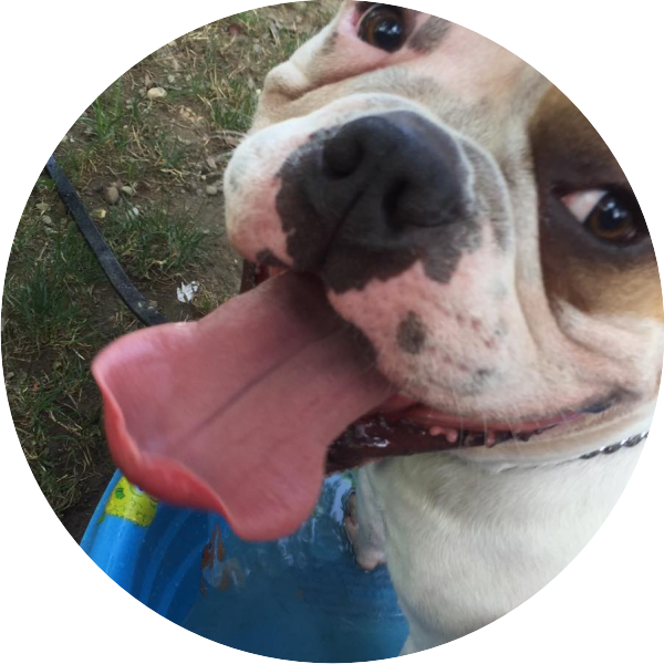 Doggie Inn Testimonial - Companion Dog (600x600), Png Download