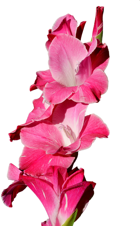 Gladiolus Png - Purple Gladiolus Flowers Png (489x720), Png Download
