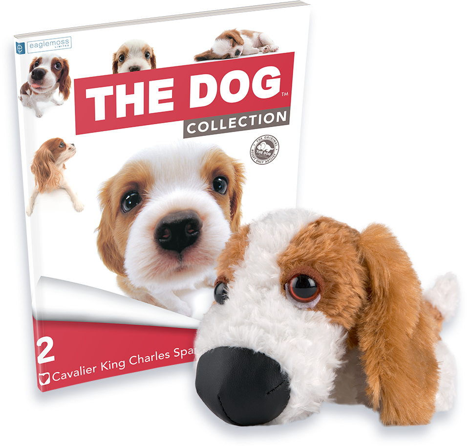 Cavalier King Charles - Companion Dog (1024x1024), Png Download