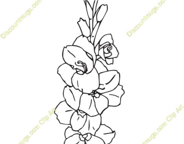 Gladiolus Clipart Cartoon - Line Art (640x480), Png Download