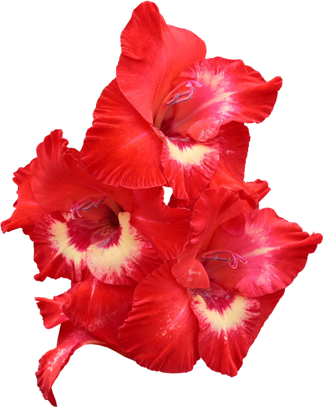 Red Gladiolus - Gladiolo Rojo Png (650x837), Png Download