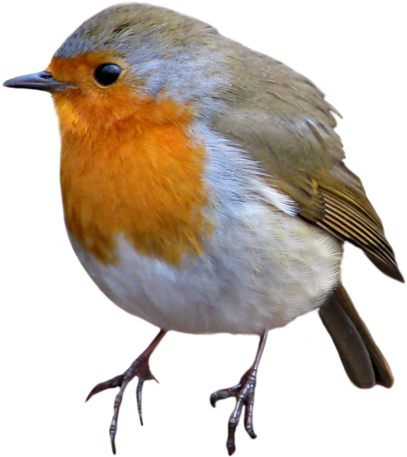 Animals Images, Wrens, Robin Bird, Photoshop, Potager - Flash Cards Free Animals (600x673), Png Download