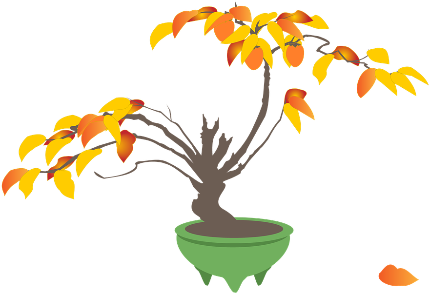 Persimmon, Persimmon Trees, Bonsai, Autumn - Bonsai (960x720), Png Download