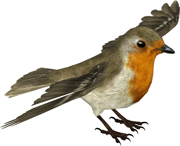 European Robin Transparent Background - Transparent Background Robin Bird Png (722x722), Png Download