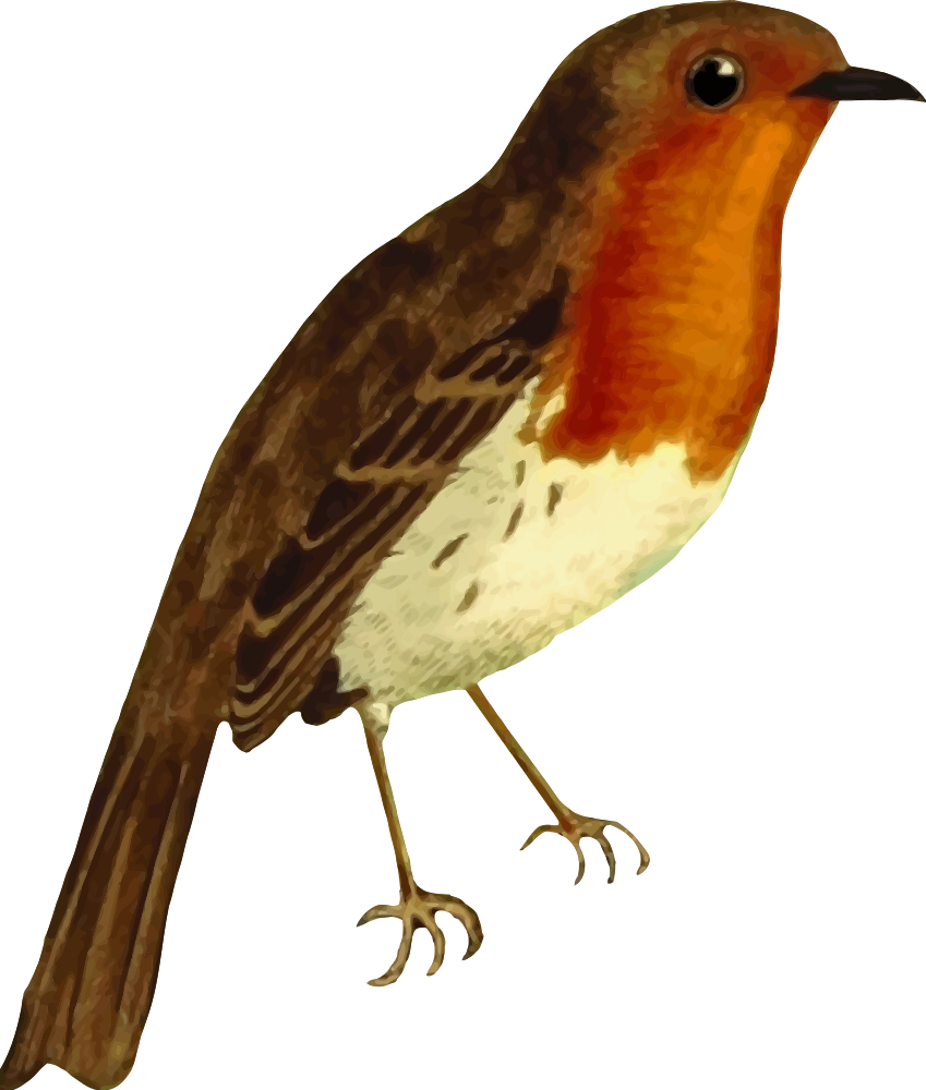 European Robin - Robin Animal Png (849x1000), Png Download