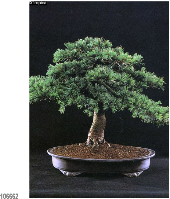 Lebanon Cedar 20 Seeds, Lat - Bonsai Cedro Del Libano (650x650), Png Download