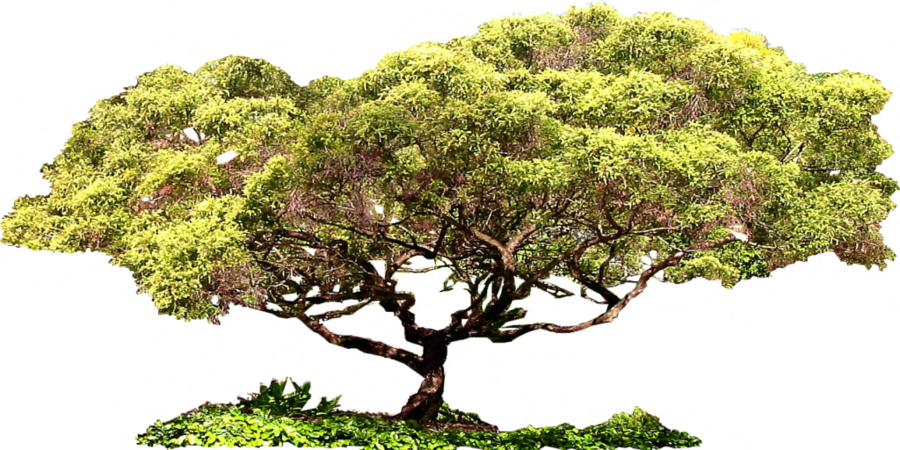 Bonsai, Photoshop, String Garden - Sageretia Theezans (900x450), Png Download