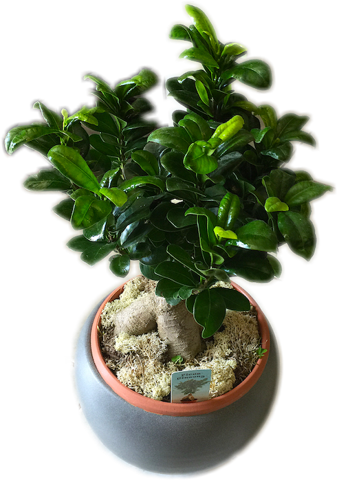 Bonsai (508x709), Png Download
