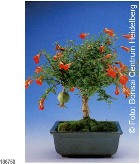 Bonsai Dwarf Pomegranate - Semis Bonsai Grenadier (650x650), Png Download