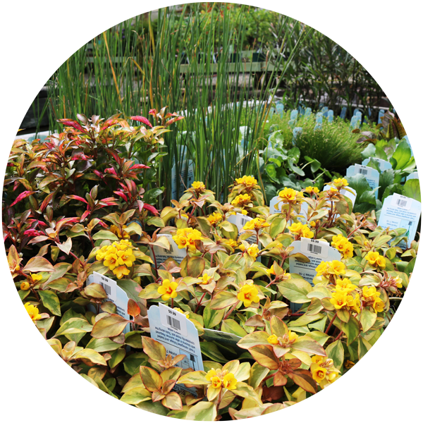 Water Garden Plants - Botanical Garden (600x600), Png Download