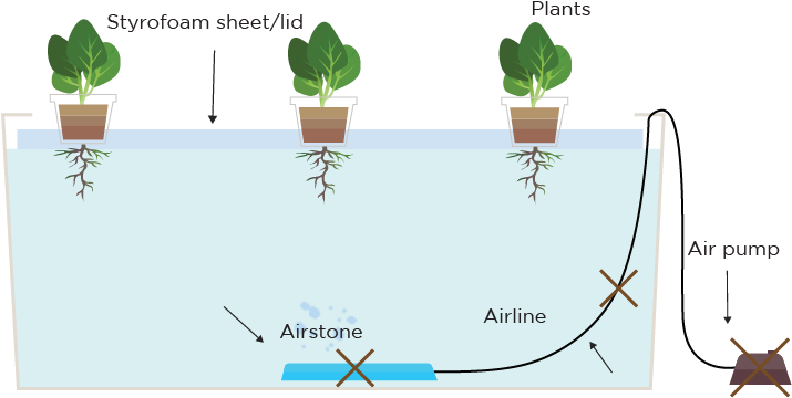 Deep Water Culture Without Pump - Octopus (807x500), Png Download