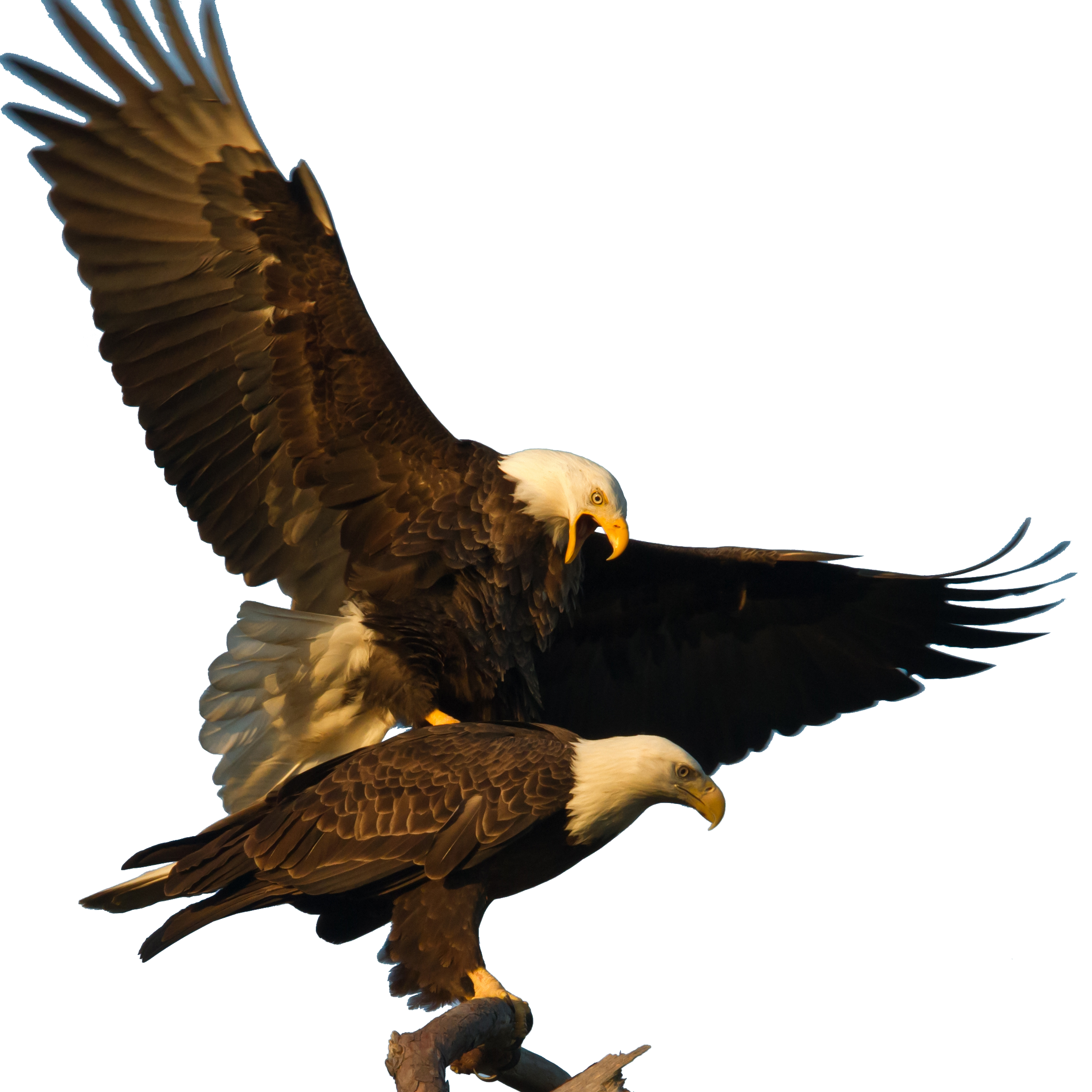 Bald Eagle - Eagles Monogamous (2310x2309), Png Download