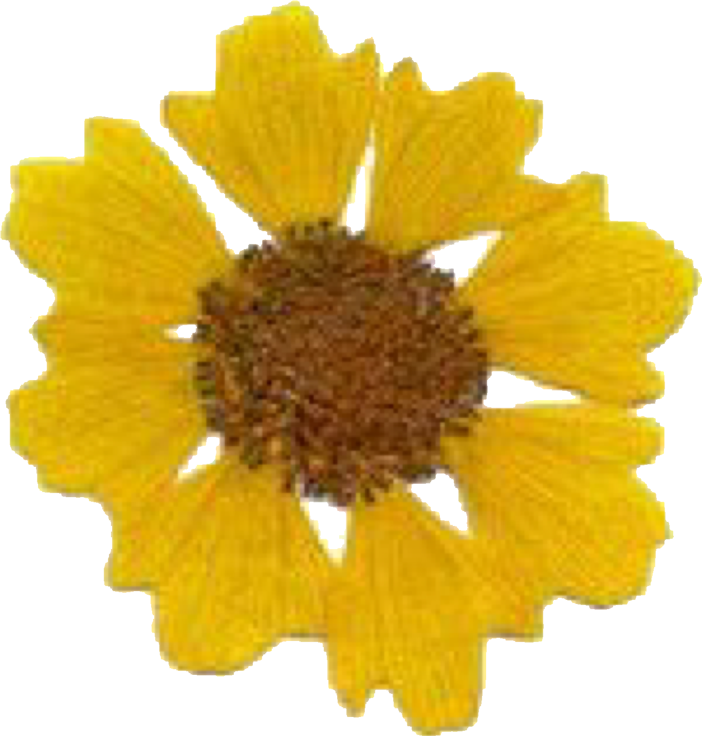 Yellow Daisy Flower Polyvore Moodboard Filler - Tickseed (2048x2048), Png Download