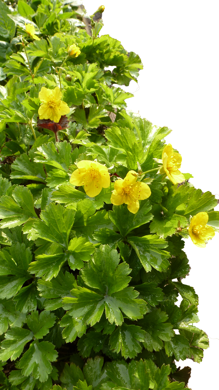 Flower Pictures, Free Photos, Free - Buttercup (720x1280), Png Download