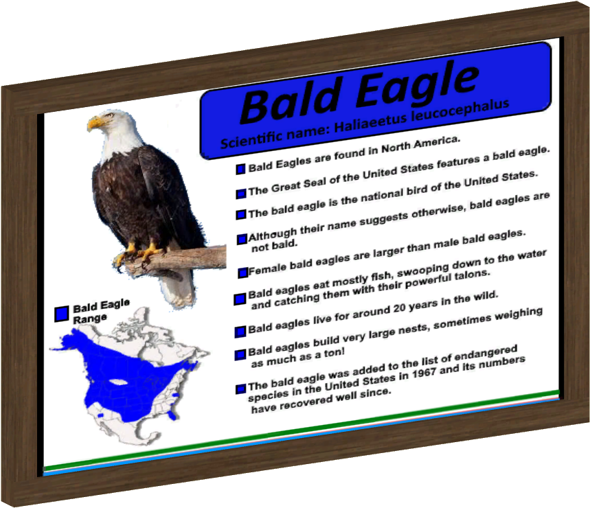 Birds Of Prey Signs 01 - Bald Eagle (858x853), Png Download