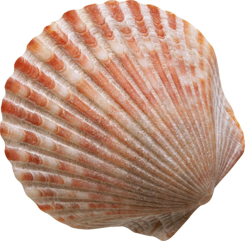 This Png File Is About Conch , Shell , Marine Mollusc - کتاب زندگی برازنده من (800x786), Png Download