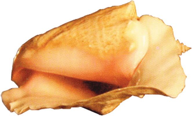 This Png File Is About Conch , Shell , Marine Mollusc - Portable Network Graphics (675x605), Png Download