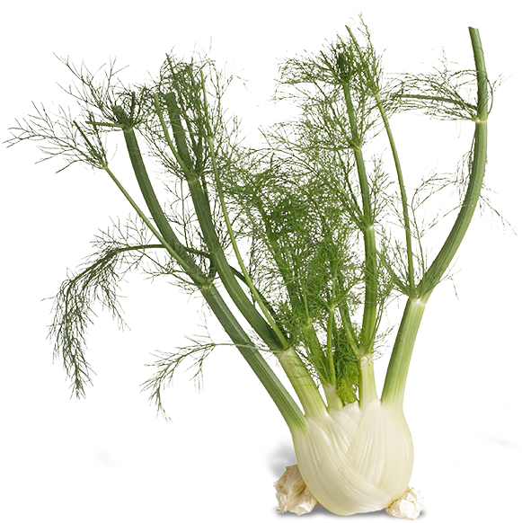 Fennel Png (600x600), Png Download