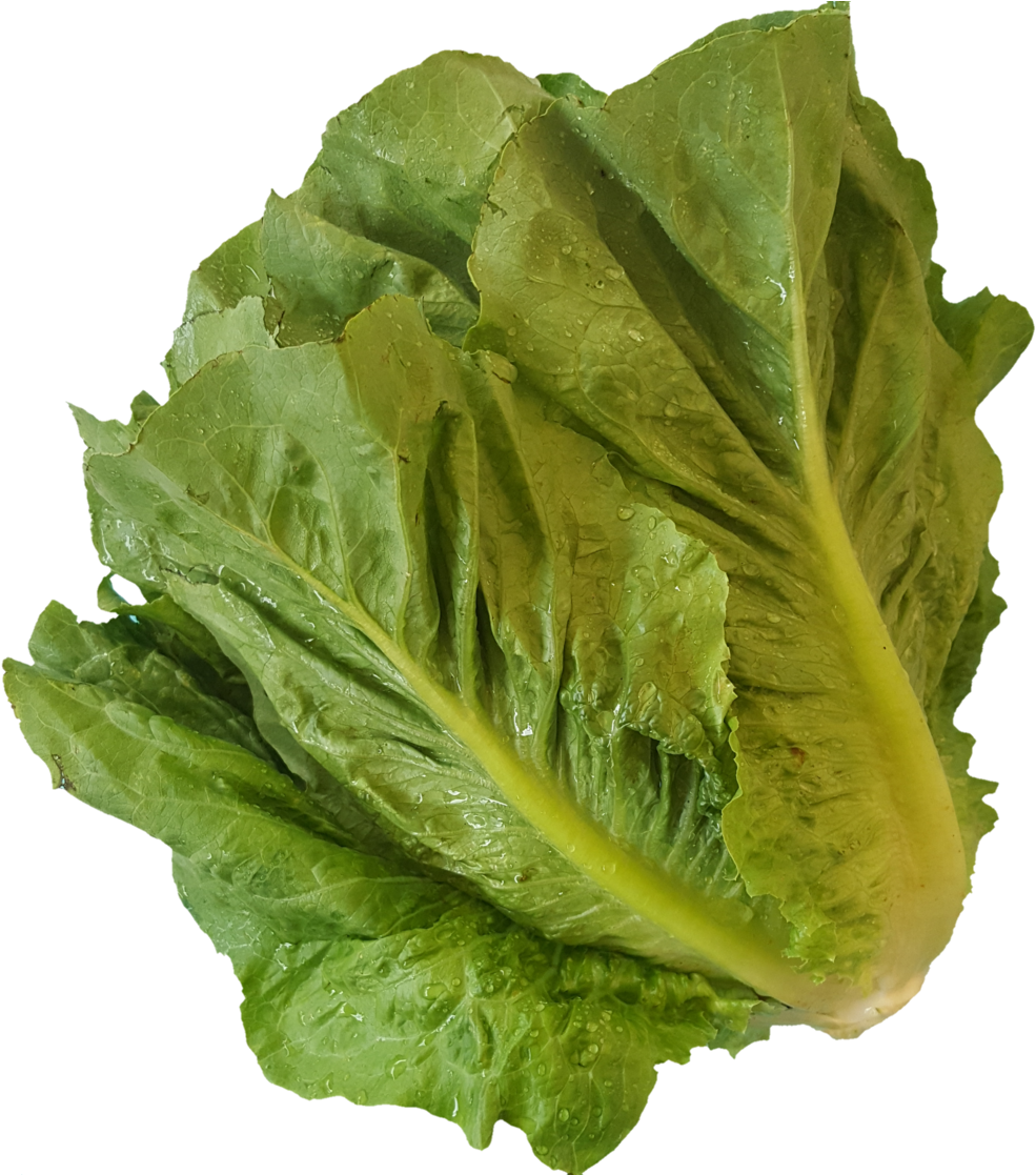 1531937485378 - Romaine Lettuce (1000x1116), Png Download