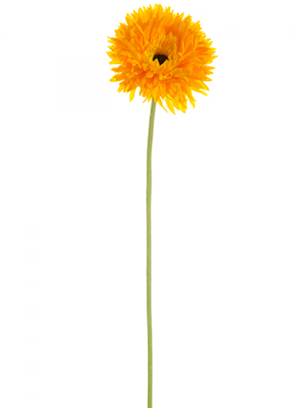 23" Teddy Bear Gerbera Daisy Spray Yellow Gold - English Marigold (800x800), Png Download