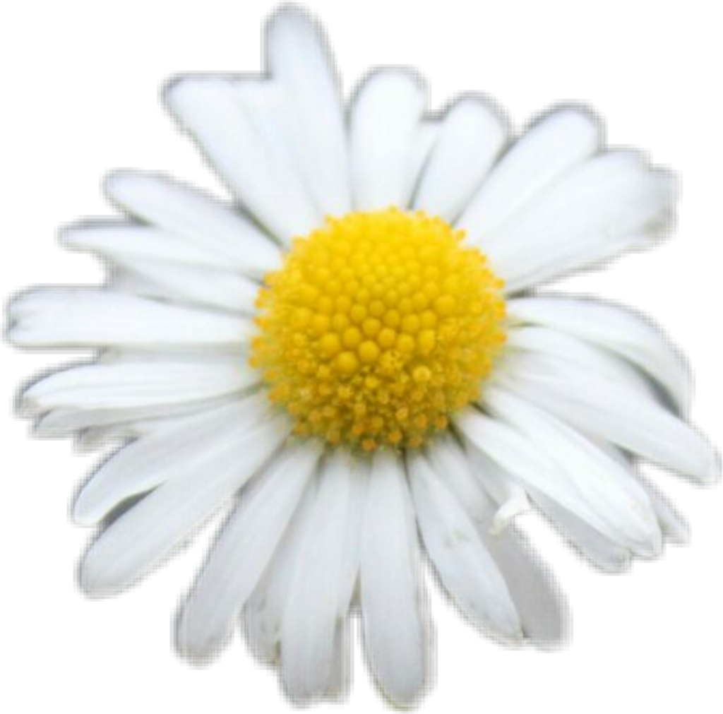 Freetoedit Daisy White Flower Flowers Yellow Cute Png - Oxeye Daisy (1024x1011), Png Download