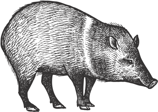 Peccary - Peccary Drawing (866x650), Png Download