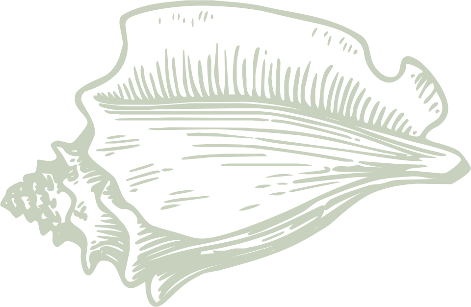 Pu'u - Hawaiian Conch - Clip Art Conch Shell Png (960x626), Png Download