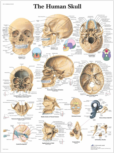 Anatomical Chart - Human Skull - Human Skull (720x540), Png Download