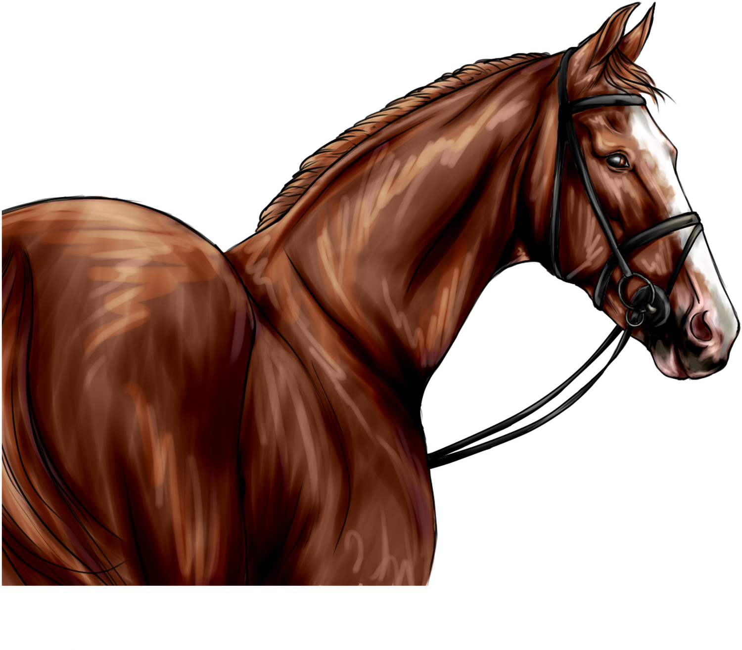 Download Sorrel Full Size PNG Image PNGkit