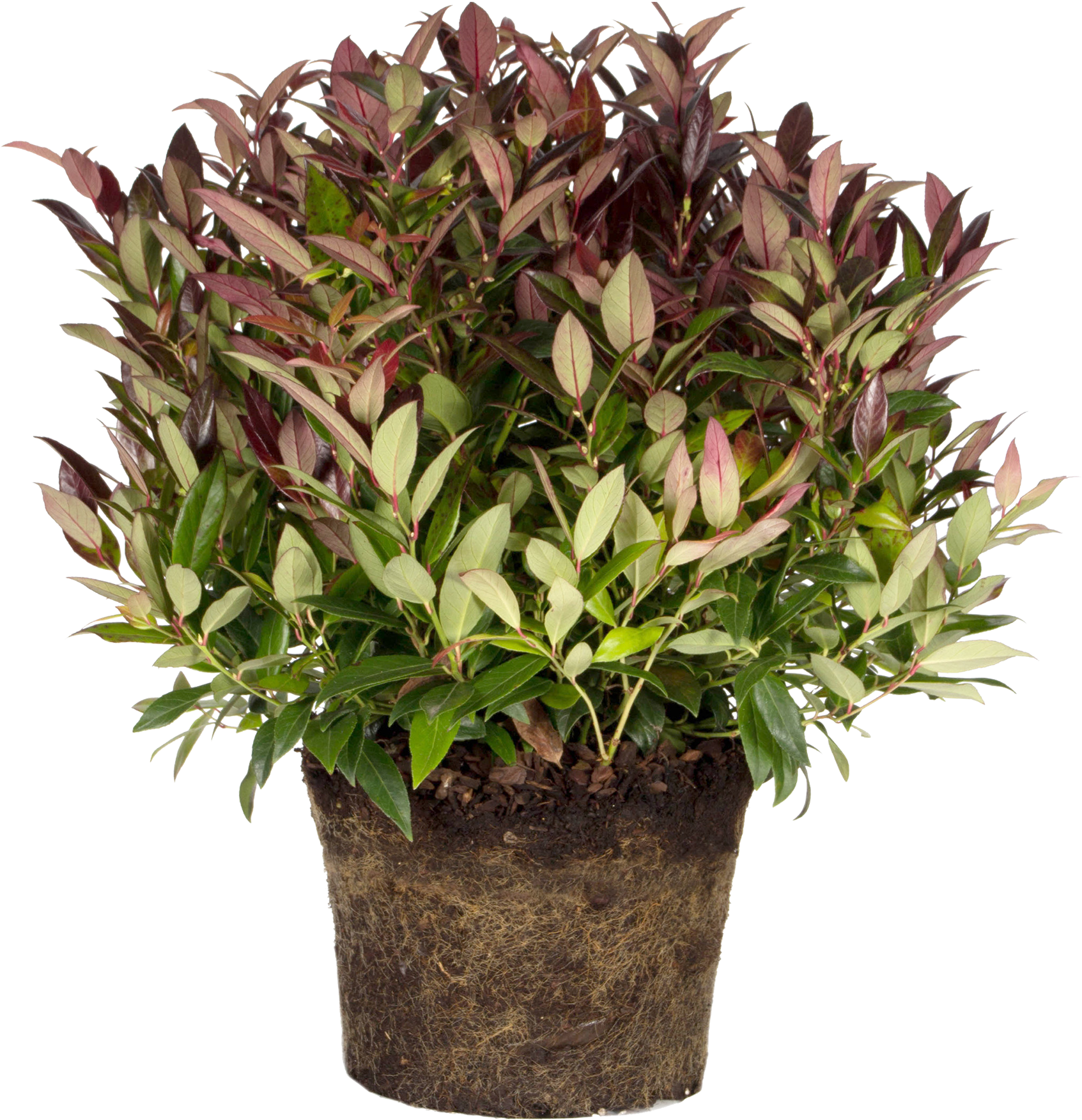 Flowerpot (2786x3310), Png Download