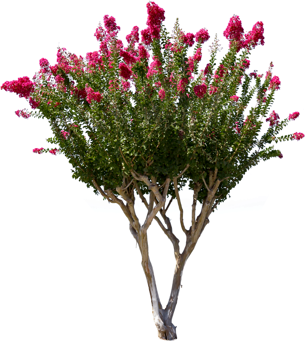 1327 X 1500 16 - Crepe Myrtle Tree Png (1327x1500), Png Download