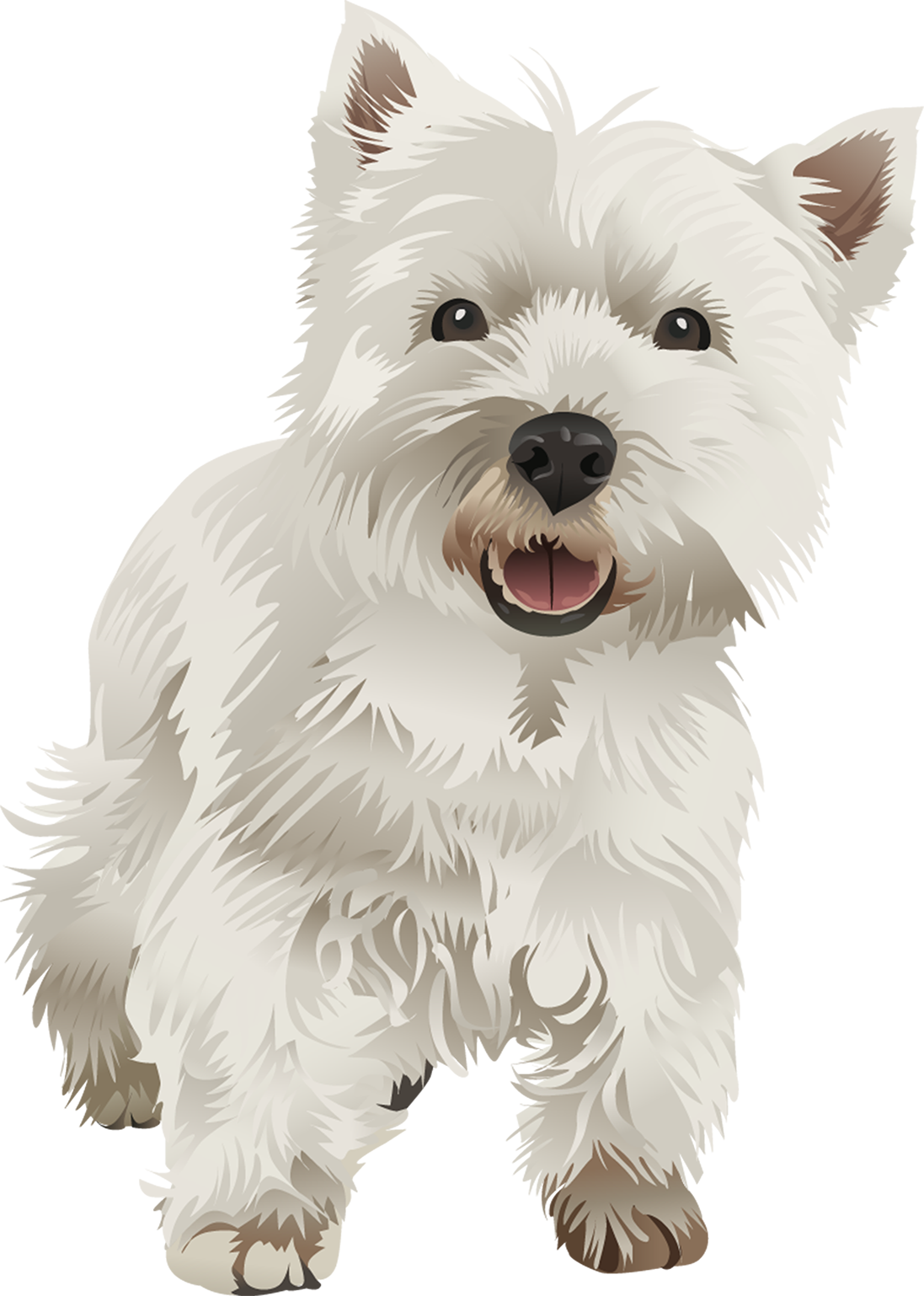 West Highland White Terrier Vector Png (1097x1538), Png Download
