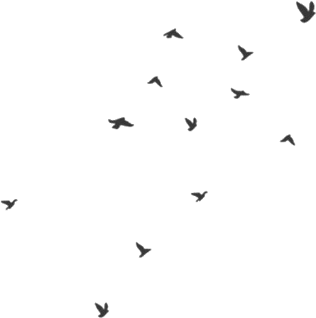 Transparency Transparent Transparent Png Png Birds - Birds Gif No Background (564x564), Png Download