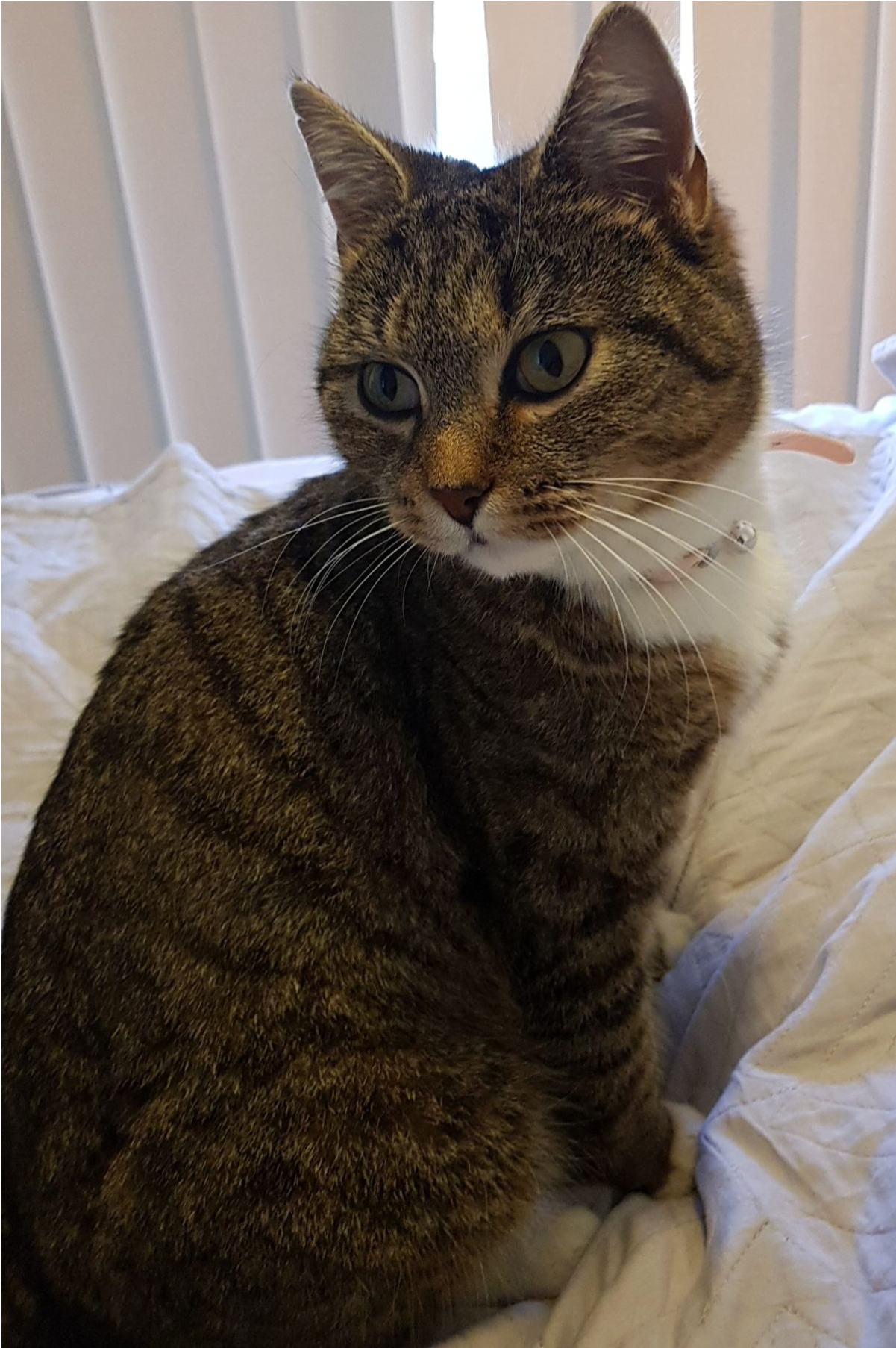 Sightings - Domestic Short-haired Cat (1805x1805), Png Download