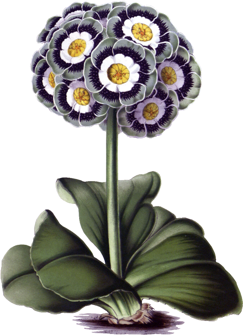 Hd Gorgeous Vintage Painted Flowers - Plant Vintage Png (1024x1280), Png Download