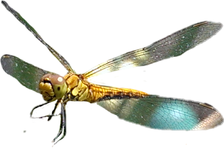 Net-winged Insects (725x480), Png Download