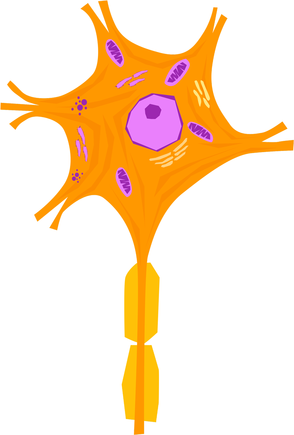 Nerve Cell 02 - Nervous Tissue Cells Of Neuron (2048x1556), Png Download