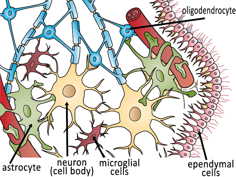 Neuroglial Cells (800x600), Png Download