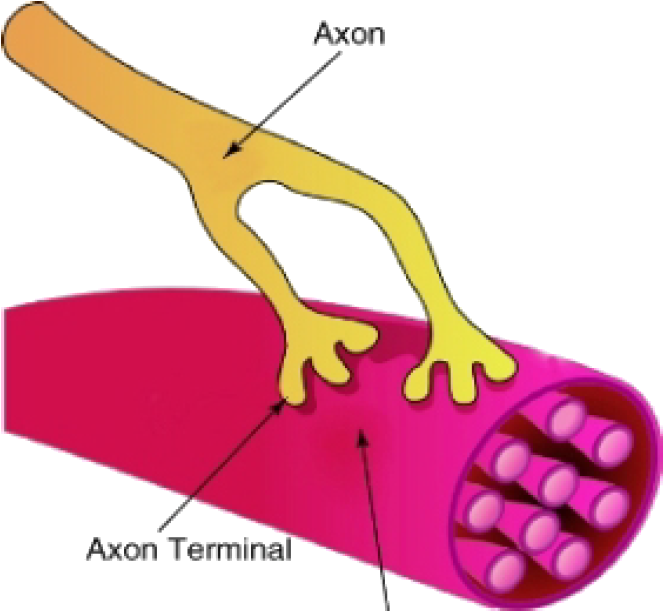 A Synapse Between A Neuron And A Muscle Cell - Somatic Nervous System Neuromuscular Junction (686x637), Png Download
